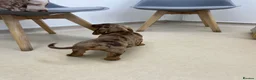 Dachshund dogs for sale: Dachshund is not just dog is your friend forever  - Advert 11