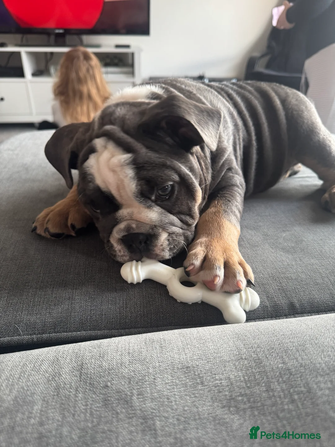 English Bulldog dogs for sale: Ralph - Advert 4