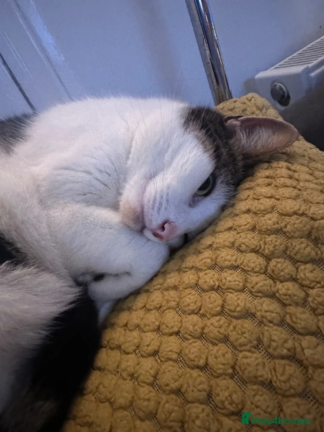 British Shorthair cats for sale: Mango  - Advert 3