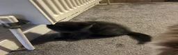 Domestic Shorthair cats for sale: Lovely tabby x kittens - Advert 3
