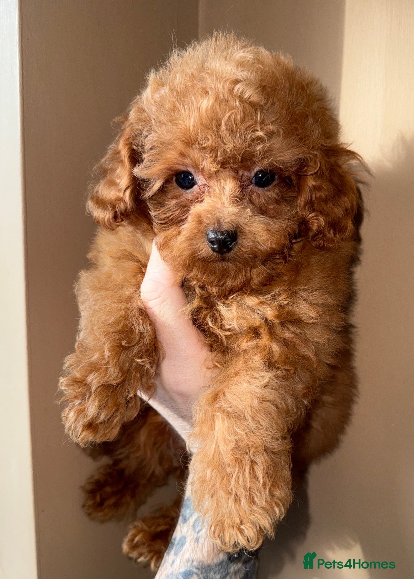 Toy Poodle dogs ❤️❤️Deep Red Petite KC Toy Poodles❤️❤️ - Advert 16