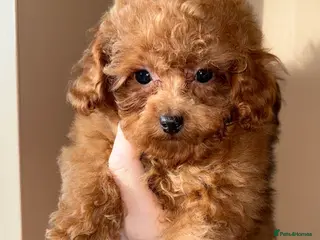 Toy Poodle dogs ❤️❤️Deep Red Petite KC Toy Poodles❤️❤️ - Advert 16