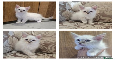 Ragdoll cats - Advert 16