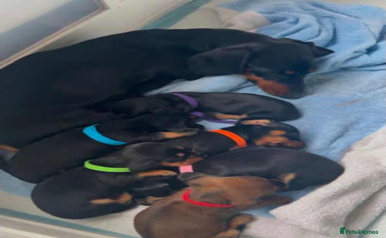 Miniature Dachshund dogs - Advert 5