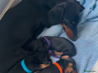 Miniature Dachshund dogs - Advert 4