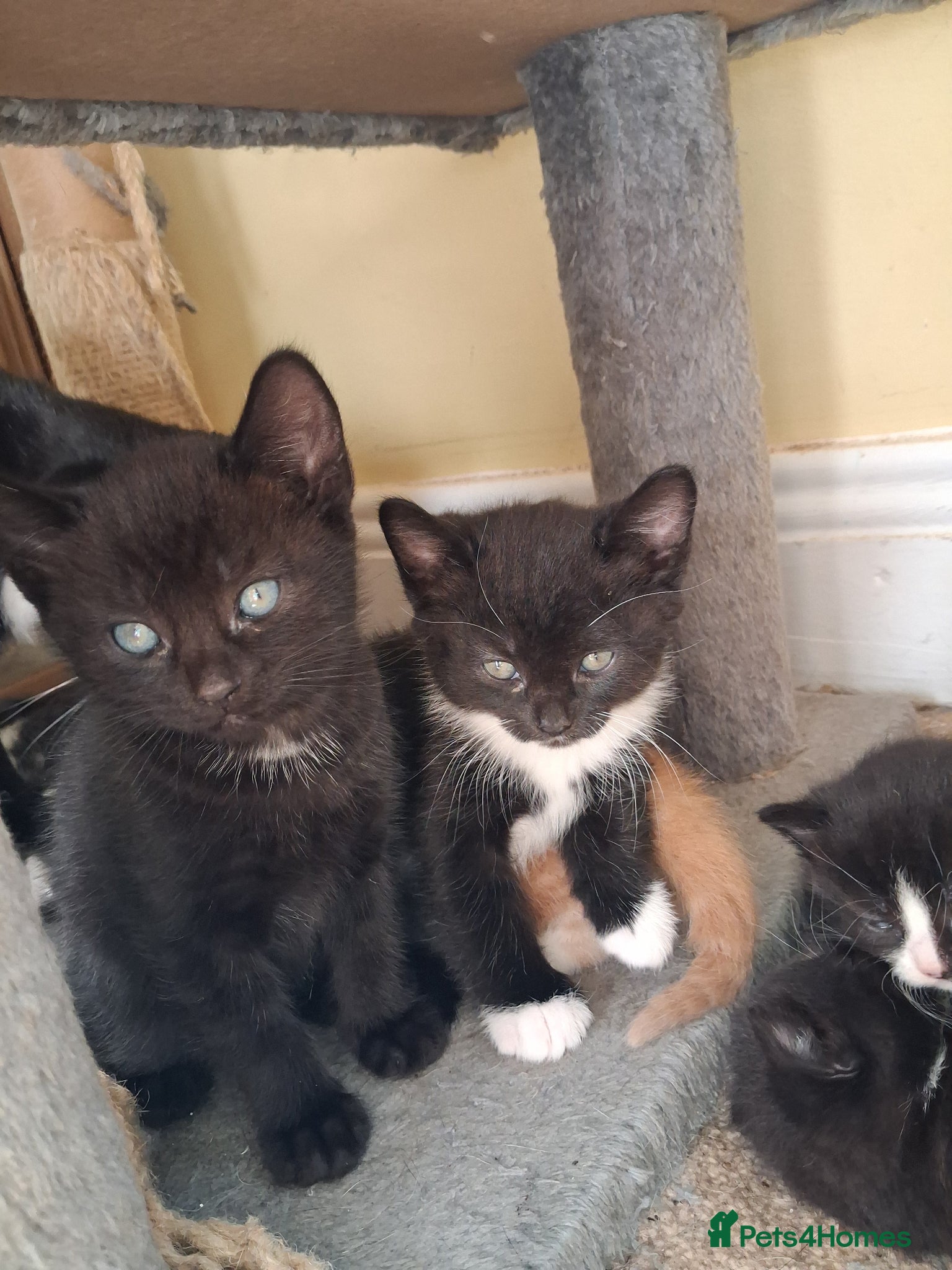 Mixed Breed cats Beautiful Kittens Mixed breed - Advert 2