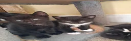 Mixed Breed cats for sale: Beautiful Kittens Mixed breed - Advert 1
