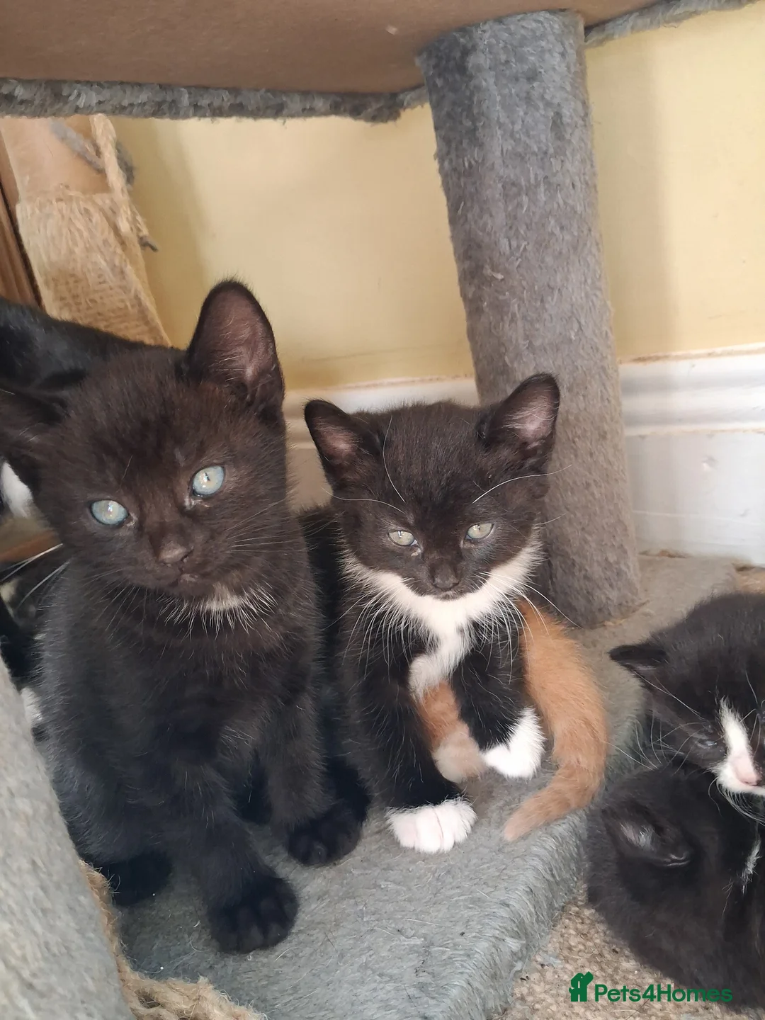 Mixed Breed cats for sale: Beautiful Kittens Mixed breed - Advert 1