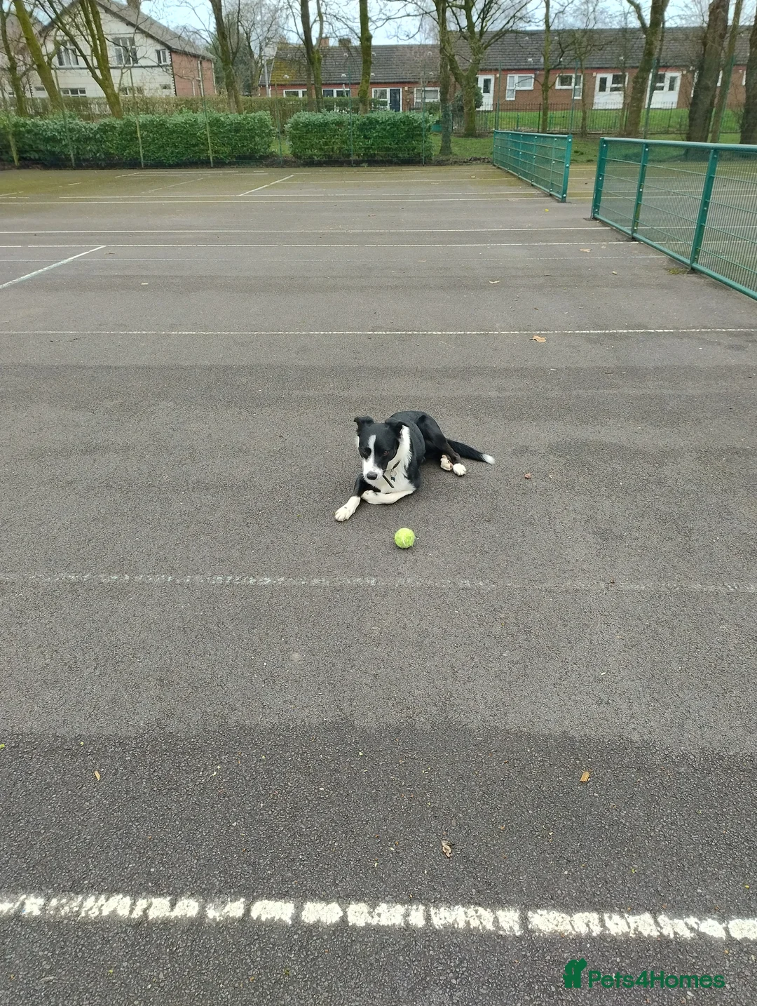 Border Collie dogs for sale: Border collie  - Advert 2