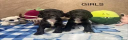 Cocker Spaniel dogs for sale: Beautiful Cocker Spaniel Puppies–4 Girls & 6 Boys - Advert 5