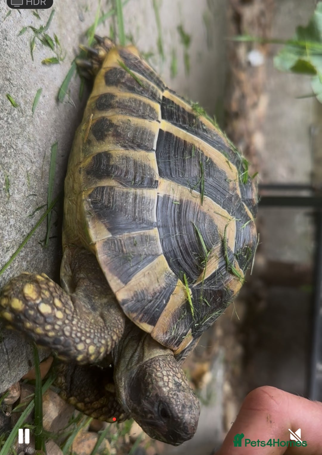 Tortoise reptiles for sale: Tortoise for sale  - Advert 2