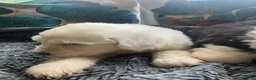 Old English Sheepdog dogs for sale: Kc Registered Old English Sheepdogs  - Advert 14