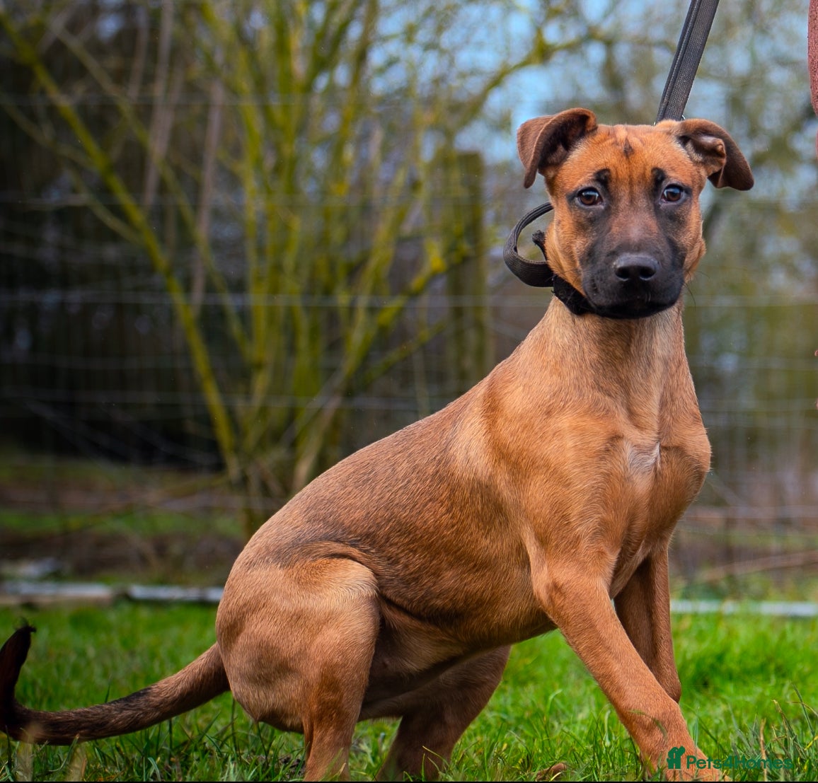 Mixed Breed dogs F1 Bullherder  - Advert 2