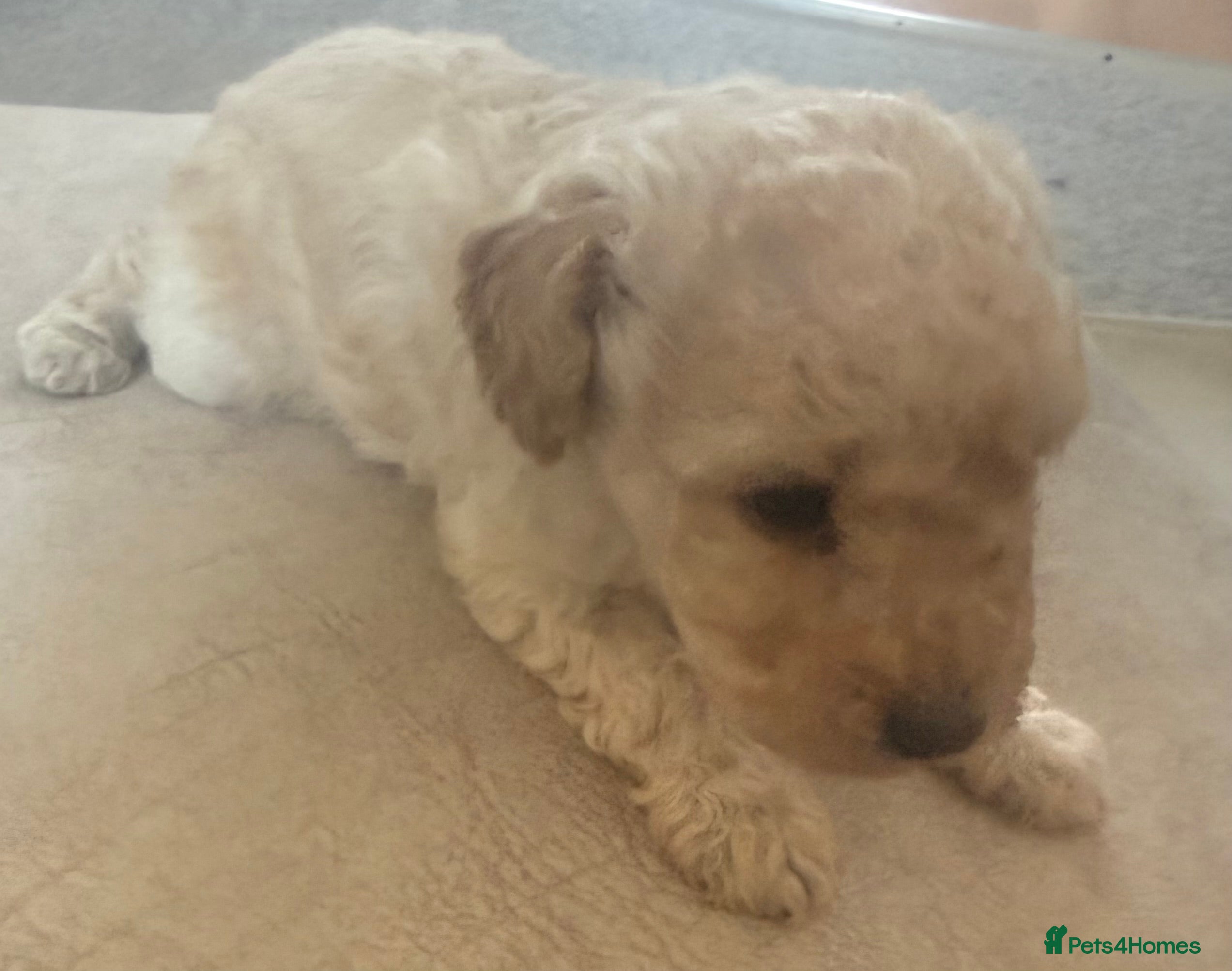 Toy Poodle dogs Beautiful Toy poodle puppies  - Advert 14