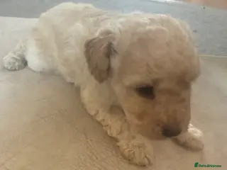 Toy Poodle dogs Beautiful Toy poodle puppies - Advert 14