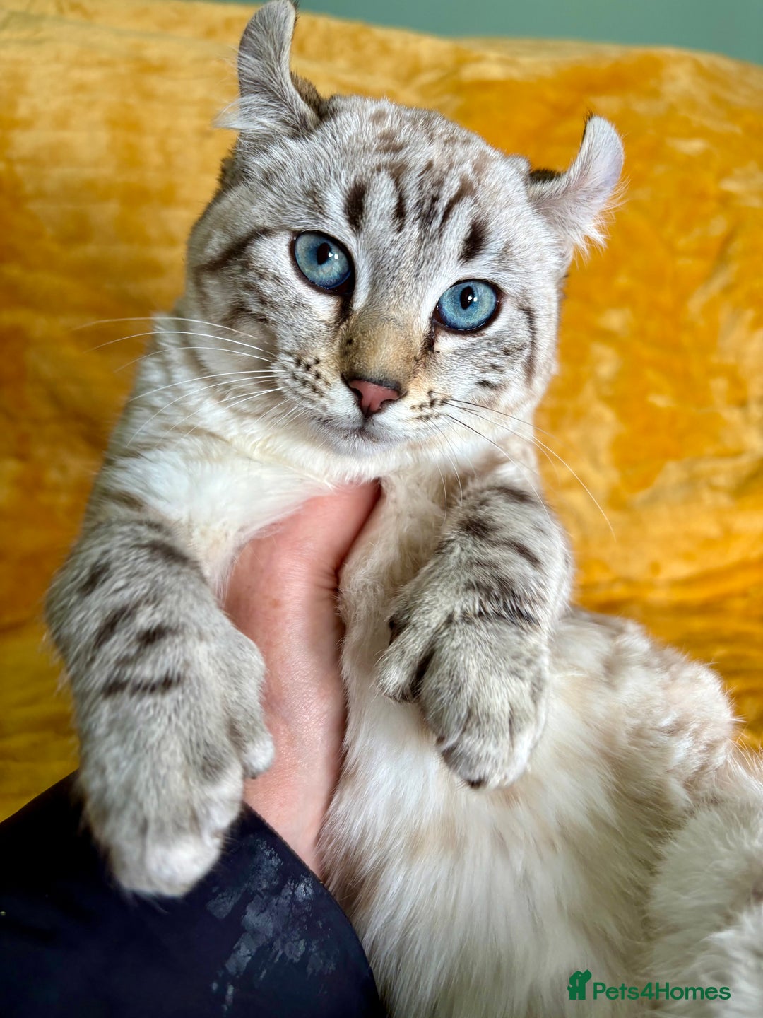 Keetso cats for sale: Super wild looking poly curled eared leopard  - Advert 13