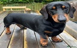 Miniature Dachshund dogs for stud: KC REGISTERED, STUNNING B & T MINIATURE DACHSHUND  in Carluke - Image 1