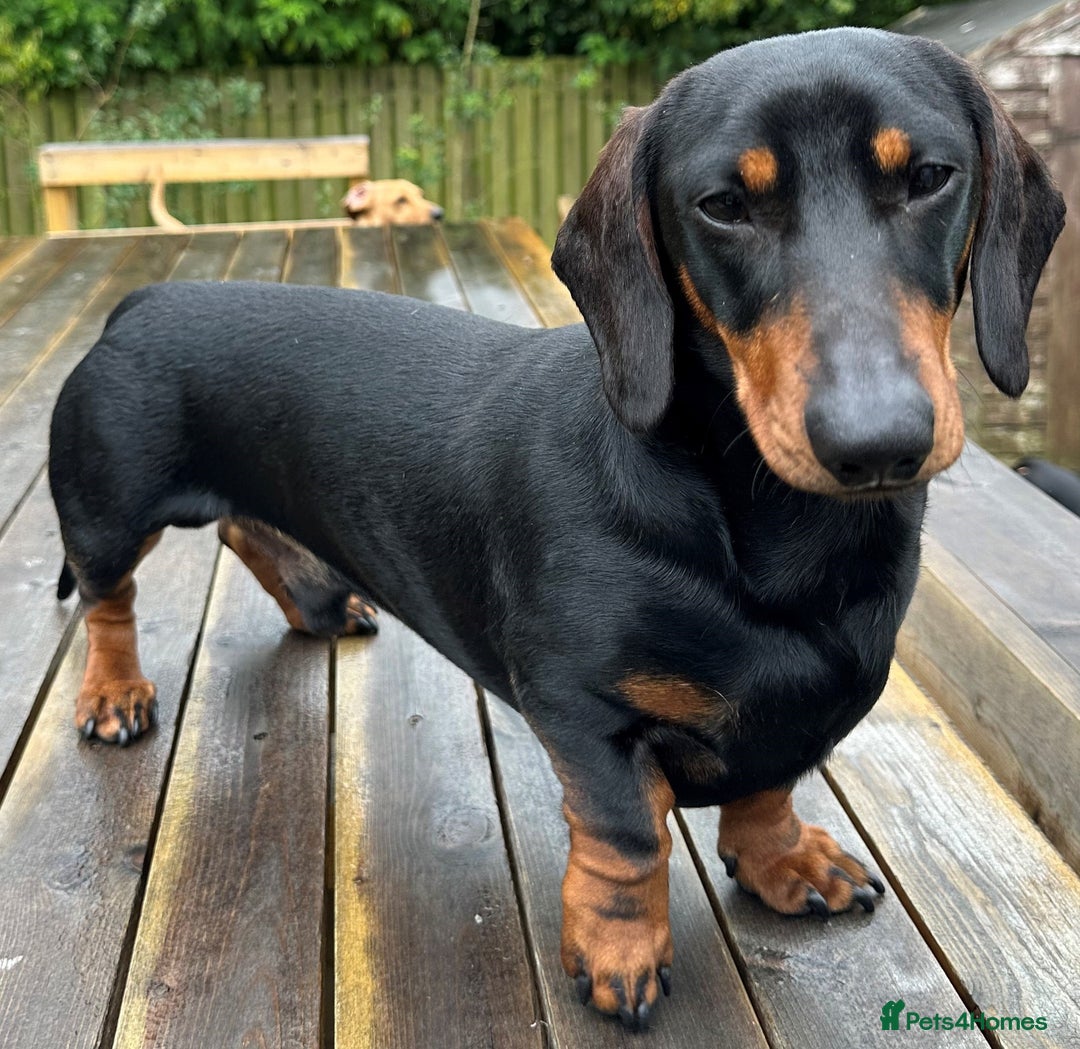 Miniature Dachshund dogs for stud: KC REGISTERED, STUNNING B & T MINIATURE DACHSHUND  in Carluke - Image 1