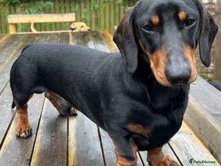 Miniature Dachshund dogs KC REGISTERED, STUNNING B & T MINIATURE DACHSHUND in Carluke - Advert 7