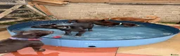 Huskita dogs for sale: Huskita x  in Huddersfield - Advert 8