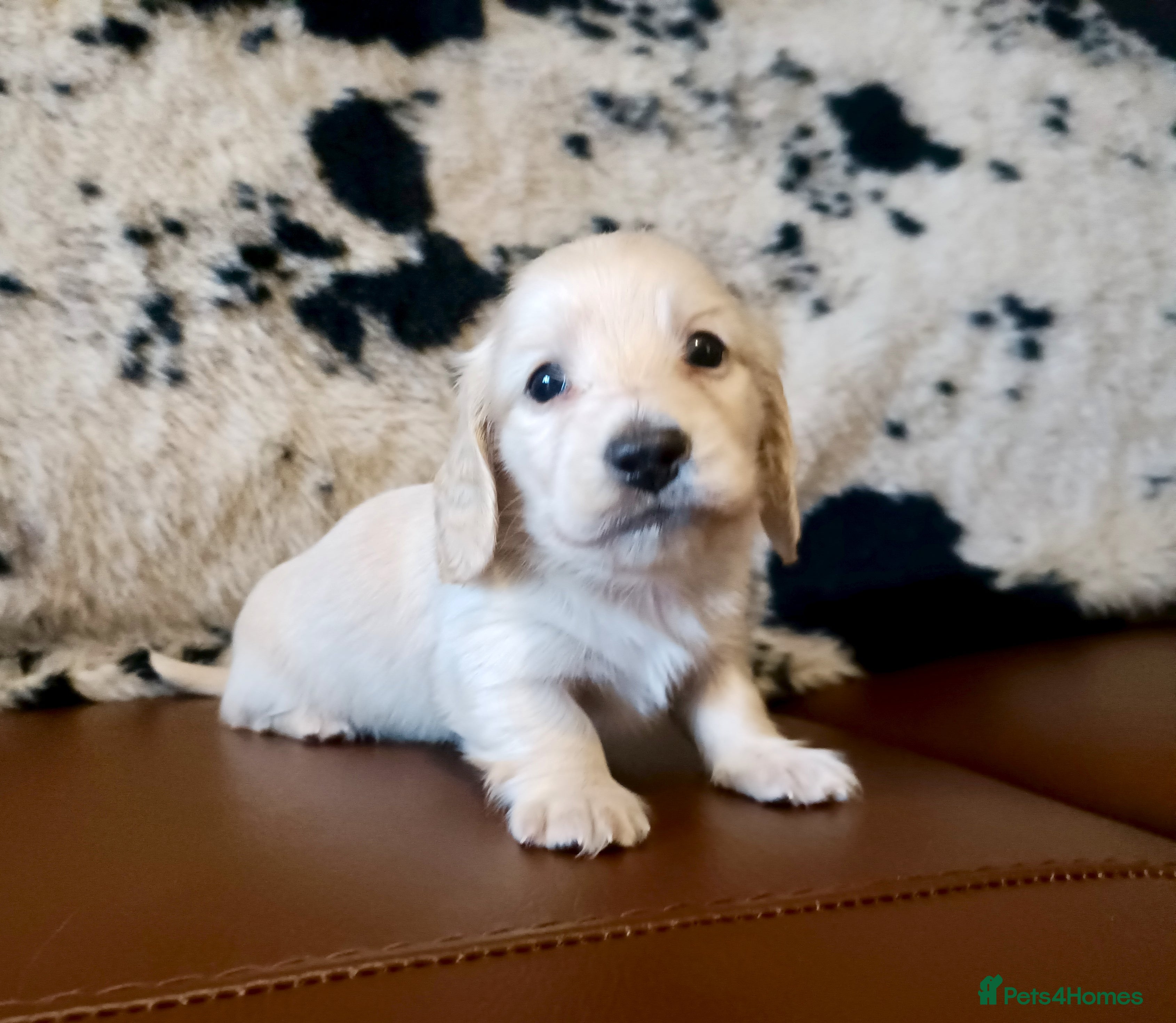 Miniature Dachshund dogs KC registered mini Longcoat dachshund - Advert 3