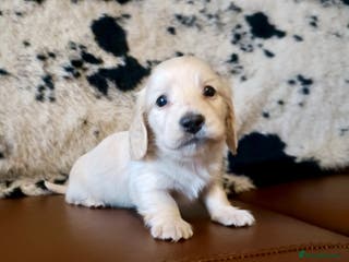 Miniature Dachshund dogs KC registered mini Longcoat dachshund - Advert 3