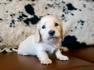 Miniature Dachshund dogs KC registered mini Longcoat dachshund - Advert 4