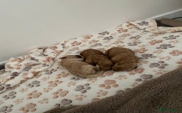 Miniature Poodle dogs for sale: 3 Gorgeous girls - Image 3