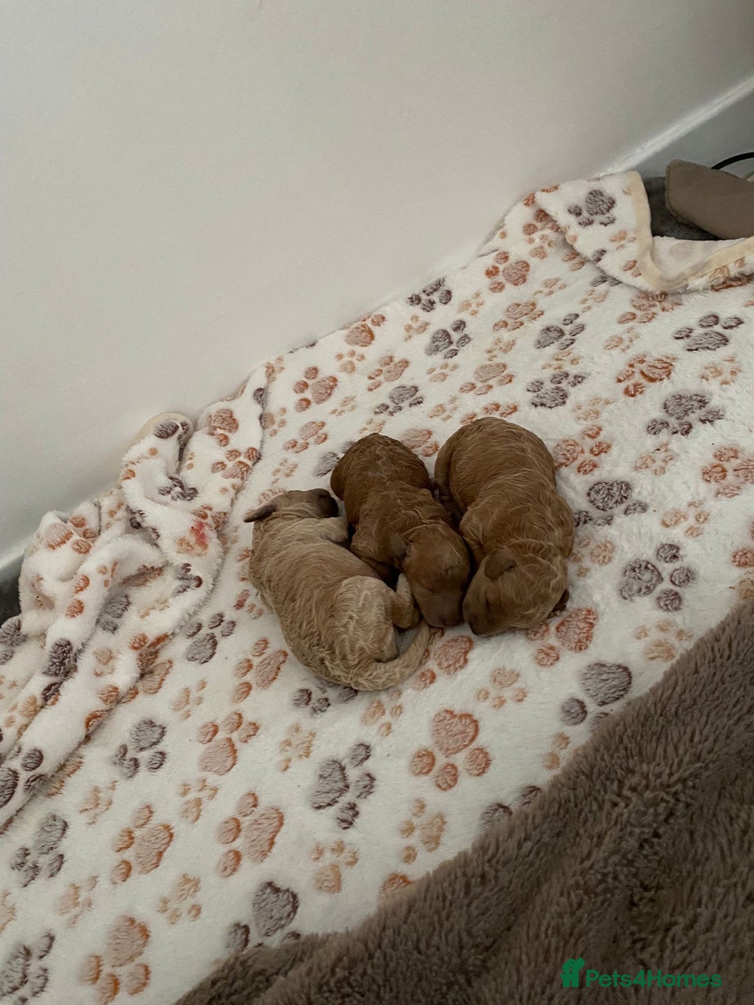 Miniature Poodle dogs for sale: 3 Gorgeous girls - Image 3