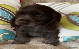 Cocker Spaniel dogs for sale: Adorable show cocker puppies - Image 24