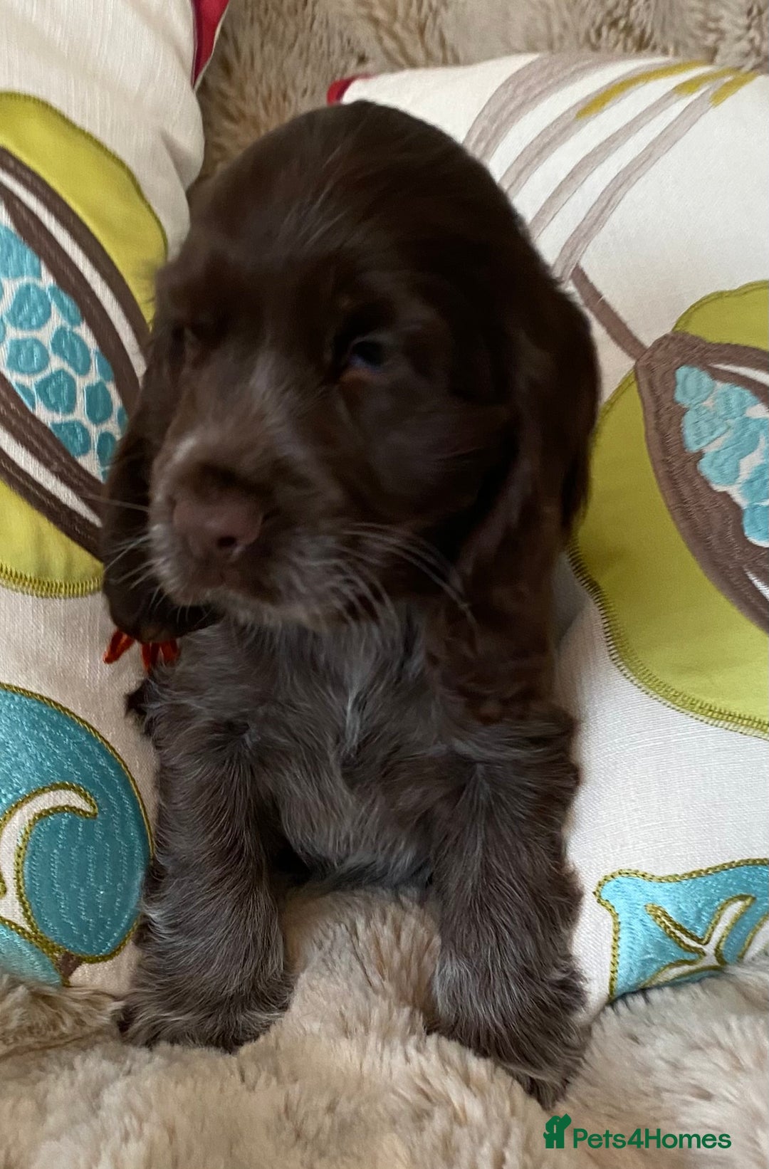 Cocker Spaniel dogs for sale: Adorable show cocker puppies - Image 24