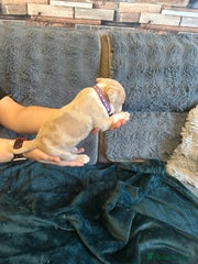 American Bully Puppy 8 purple collar