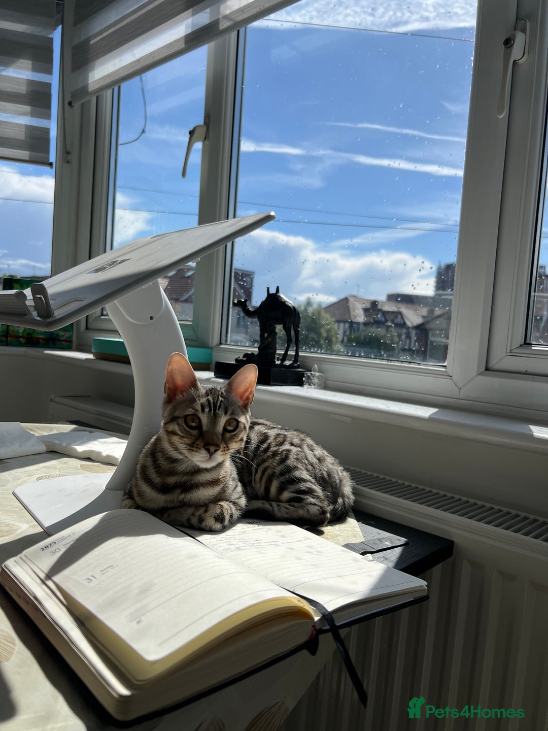 Bengal cats for sale: Bengal female kitten  - Advert 11