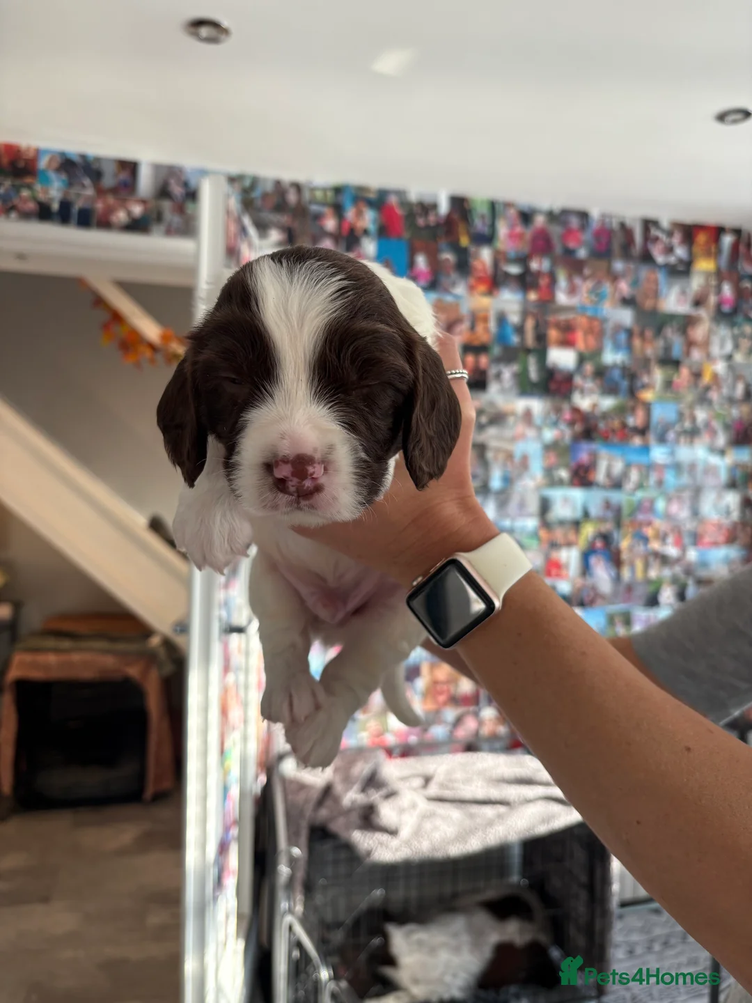 English Springer Spaniel dogs for sale: KC Registered Springer Spaniel Puppy - Advert 20
