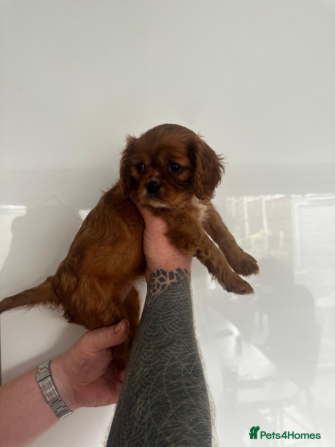 Cavalier King Charles Spaniel dogs for sale: 5 beautiful cavalier King Charles spaniel puppies - Image 22