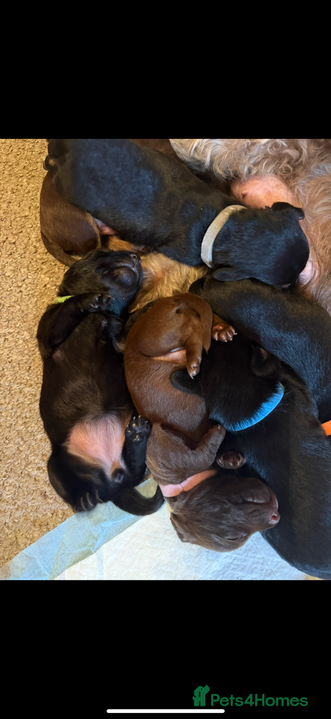 Mixed Breed dogs for sale: Litter of Jackapoo cross Dachshund puppies  - Image 1