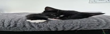 Mixed Breed 4