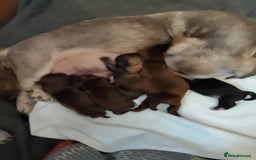 Shih Tzu dogs for sale: Imperial shi tzu babies  - Image 23