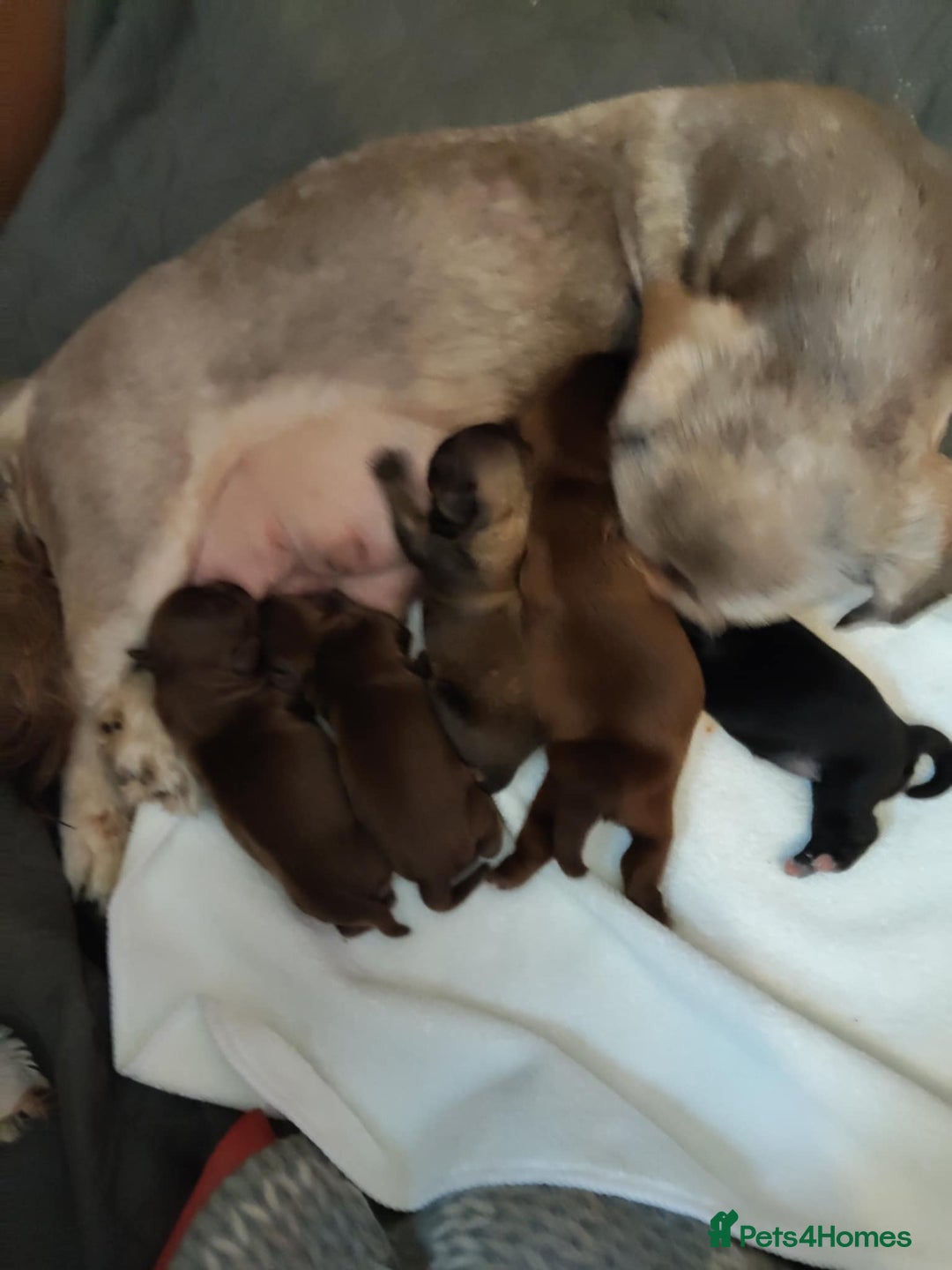 Shih Tzu dogs for sale: Imperial shi tzu babies  - Image 23
