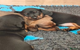 Miniature Dachshund dogs for sale: Outstanding Litter KC Reg Health Tested Parents - Image 9