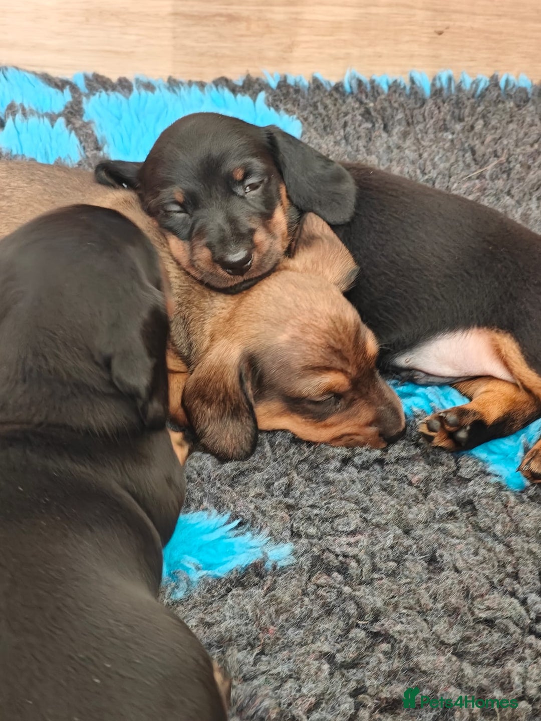 Miniature Dachshund dogs for sale: Outstanding Litter KC Reg Health Tested Parents - Image 9