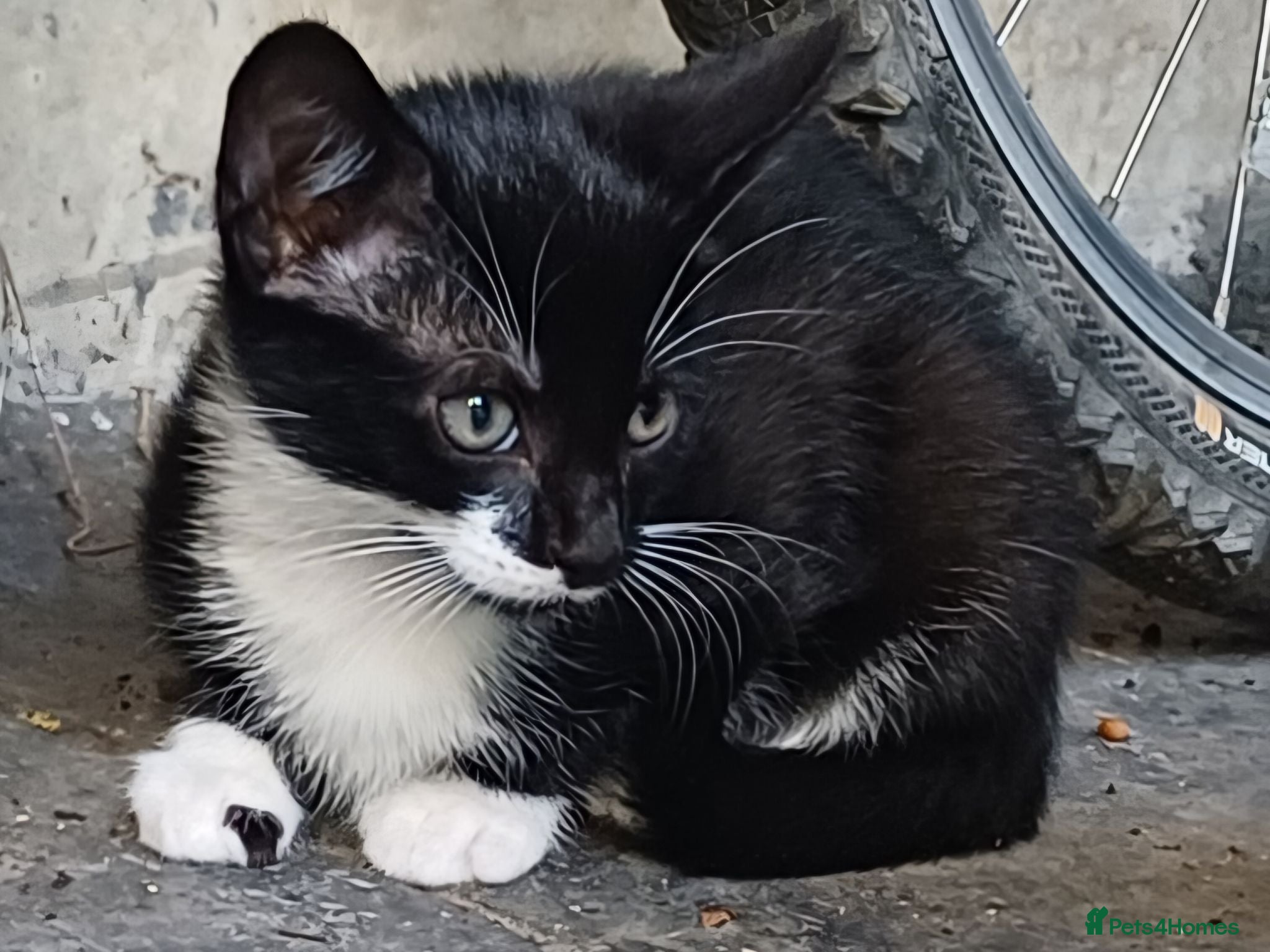 Mixed Breed cats JUST 1 Gorgeous fun-loving kittens left to Rehome  - Advert 1