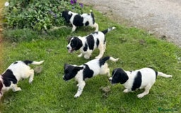 English Springer Spaniel dogs for sale: KC Calm English Springer Spaniel Puppies - Image 9