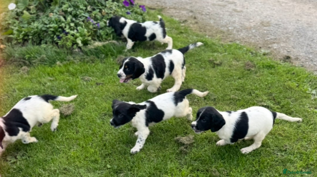 English Springer Spaniel dogs for sale: KC Calm English Springer Spaniel Puppies - Image 9