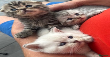 Scottish Fold cats - Advert 6