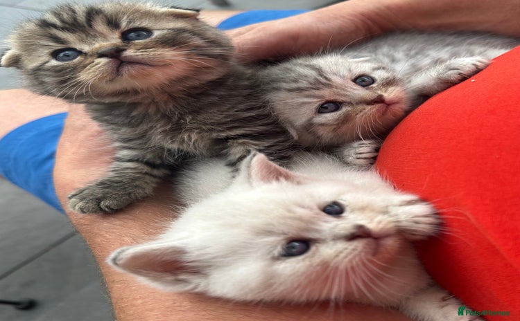 Scottish Fold cats - Advert 4