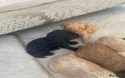 Cockapoo dogs for sale: F1 cockapoo puppies - Image 20
