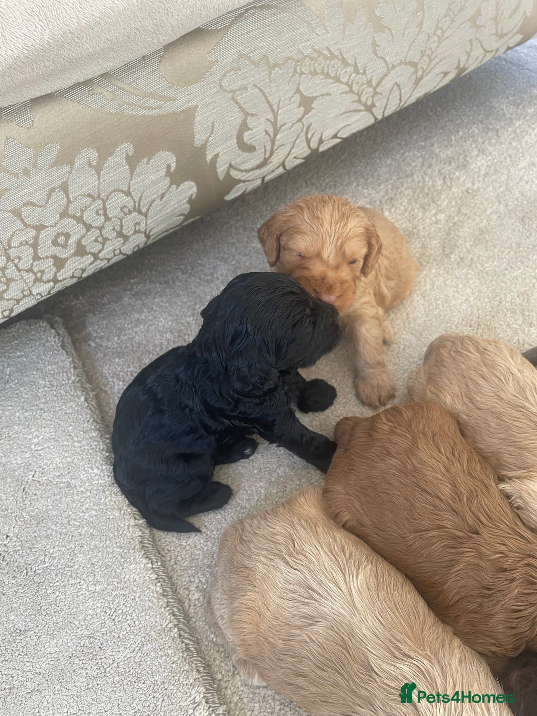 Cockapoo dogs for sale: F1 cockapoo puppies - Image 20