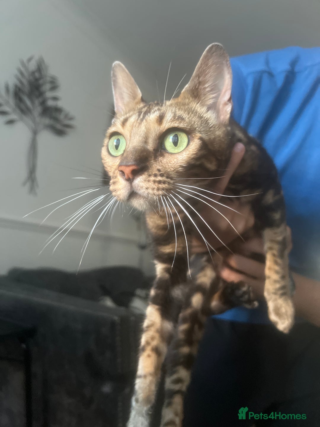 Mixed Breed cats for sale: Light Blue Collar Kitten - Image 3