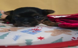 Yorkshire Terrier dogs for sale: Miniature yorkshire terrier puppy - Advert 17